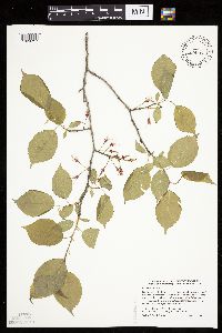 Prunus nigra image