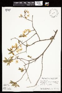 Prunus nigra image