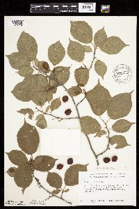 Prunus nigra image
