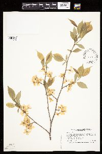 Prunus nigra image