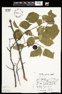 Prunus nigra image