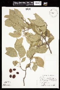 Prunus nigra image