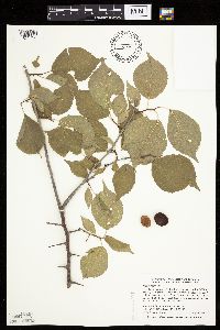 Prunus nigra image
