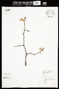 Prunus nigra image