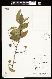 Prunus nigra image