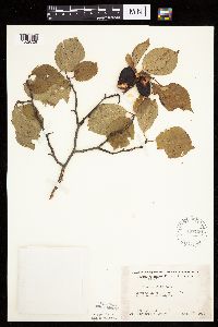 Prunus nigra image
