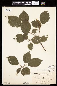 Prunus nigra image