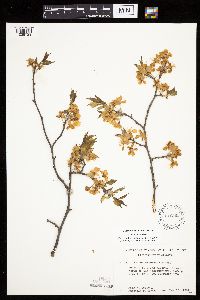 Prunus nigra image