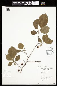 Prunus nigra image