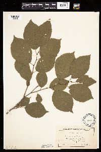 Prunus nigra image
