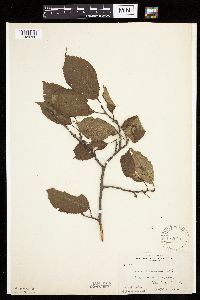 Prunus nigra image