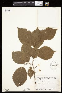 Prunus nigra image
