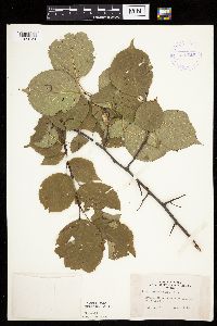 Prunus nigra image