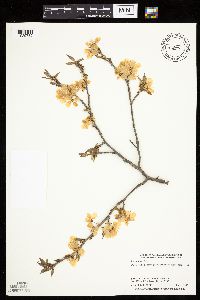 Prunus nigra image