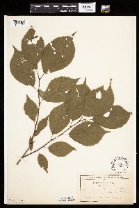 Prunus nigra image