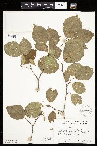 Prunus nigra image