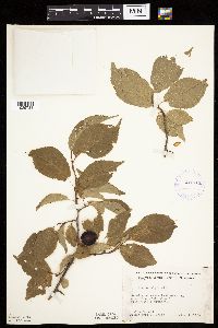 Prunus nigra image