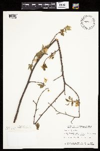 Prunus nigra image