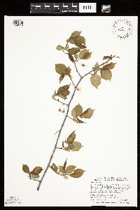Prunus nigra image