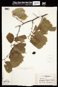 Prunus nigra image