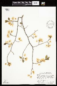 Prunus nigra image