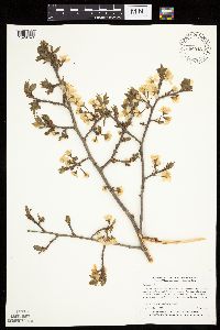 Prunus nigra image