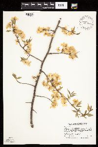 Prunus nigra image