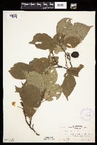 Prunus nigra image