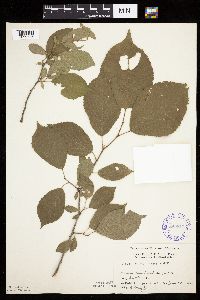 Prunus nigra image