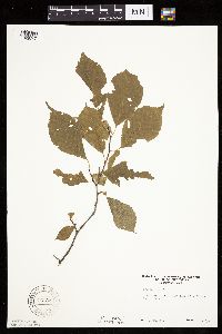 Prunus nigra image