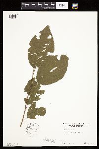 Prunus nigra image