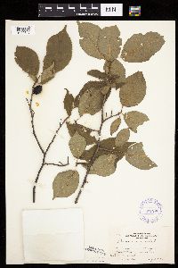 Prunus nigra image