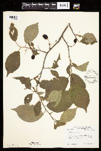Prunus nigra image