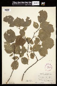 Prunus nigra image
