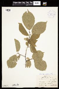 Prunus nigra image