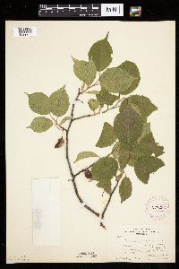 Prunus nigra image