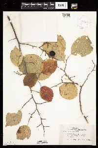 Prunus nigra image