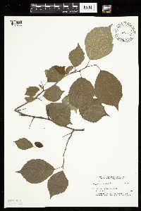 Prunus nigra image