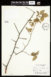 Prunus nigra image