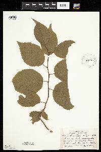 Prunus nigra image