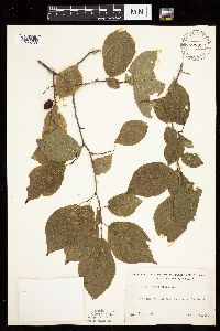 Prunus nigra image