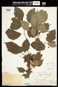 Prunus nigra image