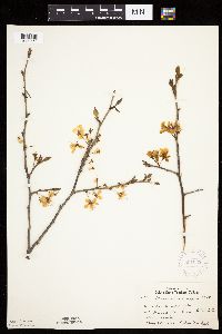 Prunus nigra image