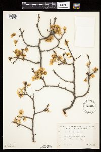 Prunus nigra image