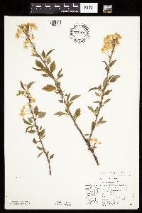 Prunus nigra image