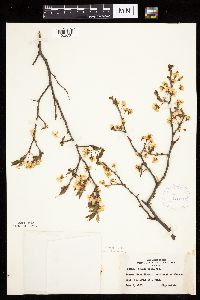 Prunus nigra image