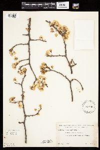 Prunus nigra image