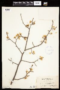 Prunus nigra image