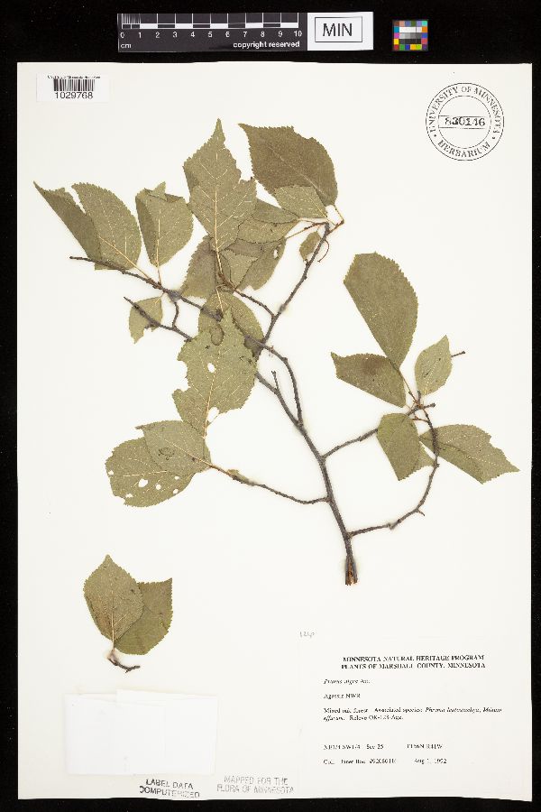 Prunus nigra image