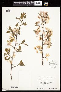 Prunus nigra image